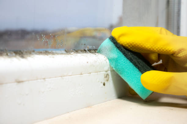 Best Certified Mold Removal  in Hill N Dale, FL