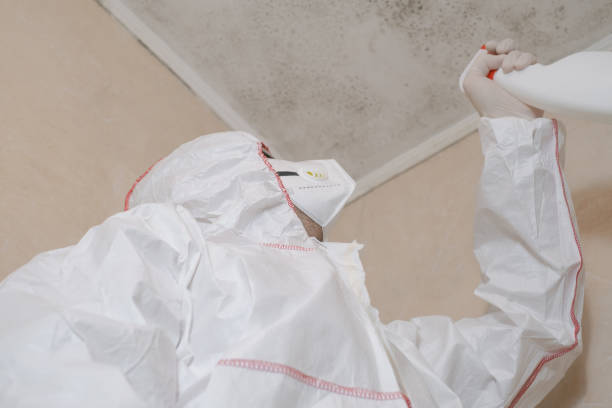 Best Mold Testing  in Hill N Dale, FL