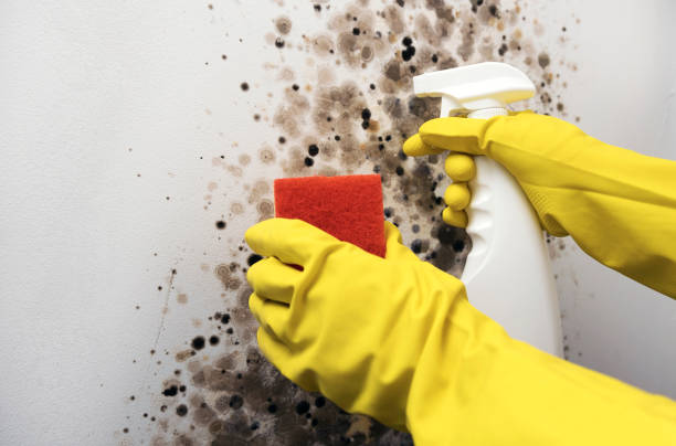 Attic Mold Removal in Hill N Dale, FL
