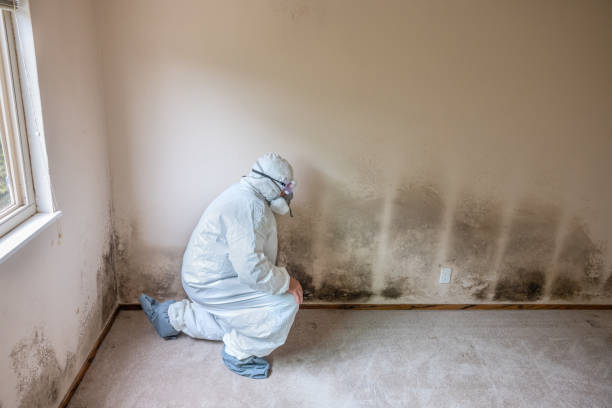 Best Commercial Mold Removal  in Hill N Dale, FL